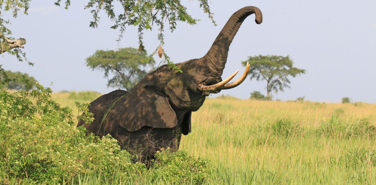 Активный ген-«зомби» – еще одна причина устойчивости слонов к раковым заболеваниям