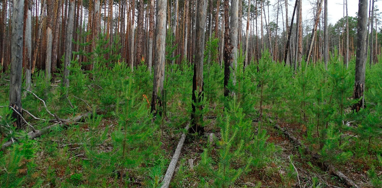 Удобрение для леса – после пожара и вырубки