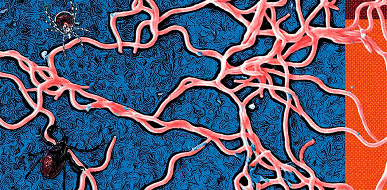 Виновниками хронического клещевого боррелиоза могут быть уже убитые бактерии