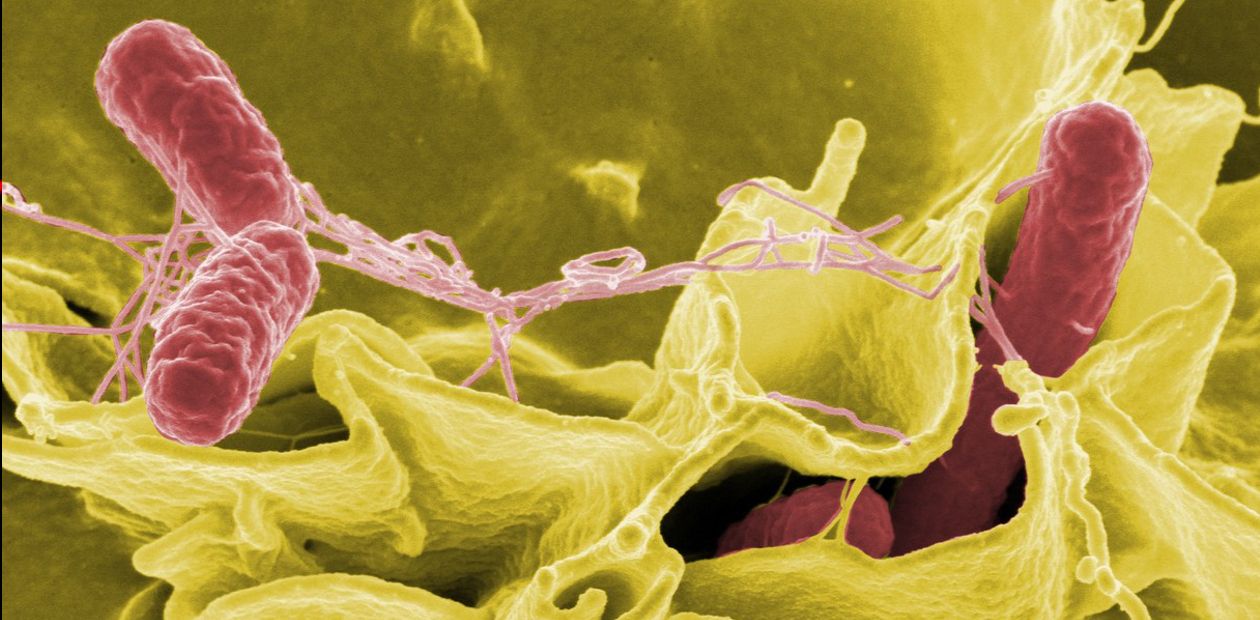 Как возбудители опасных инфекций научились путешествовать в клетках иммунной системы