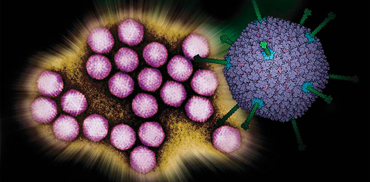 Человеку угрожают более 200 респираторных вирусов – возбудителей ОРВИ