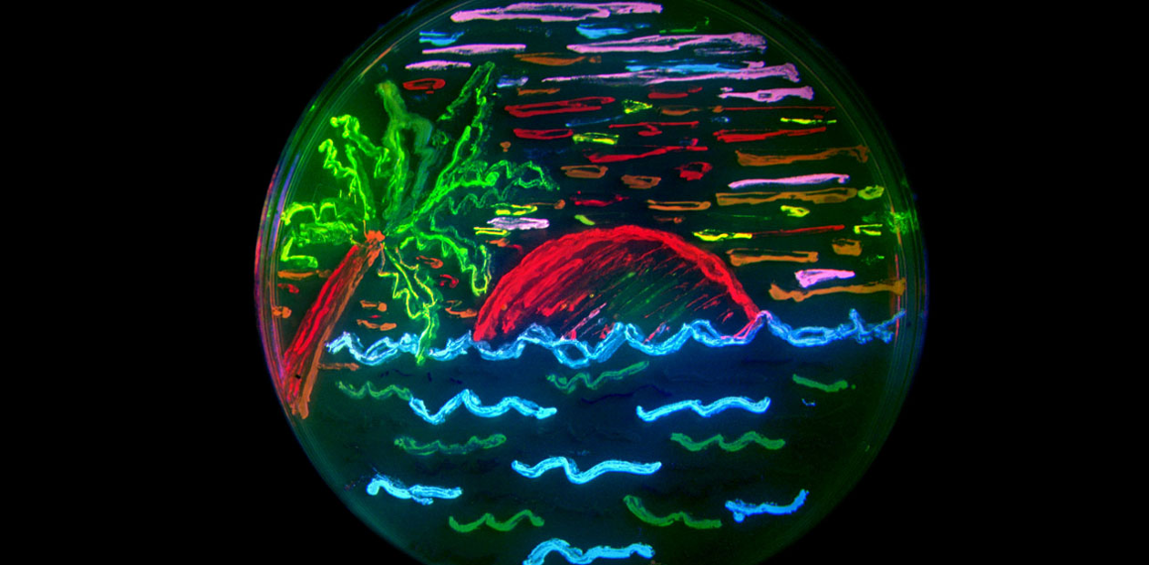«Живые» чернила из бактерий для 3D-печати – уже реальность