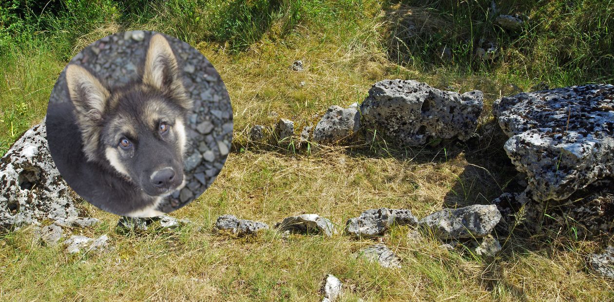 Доисторические собаки: спутники в жизни и смерти