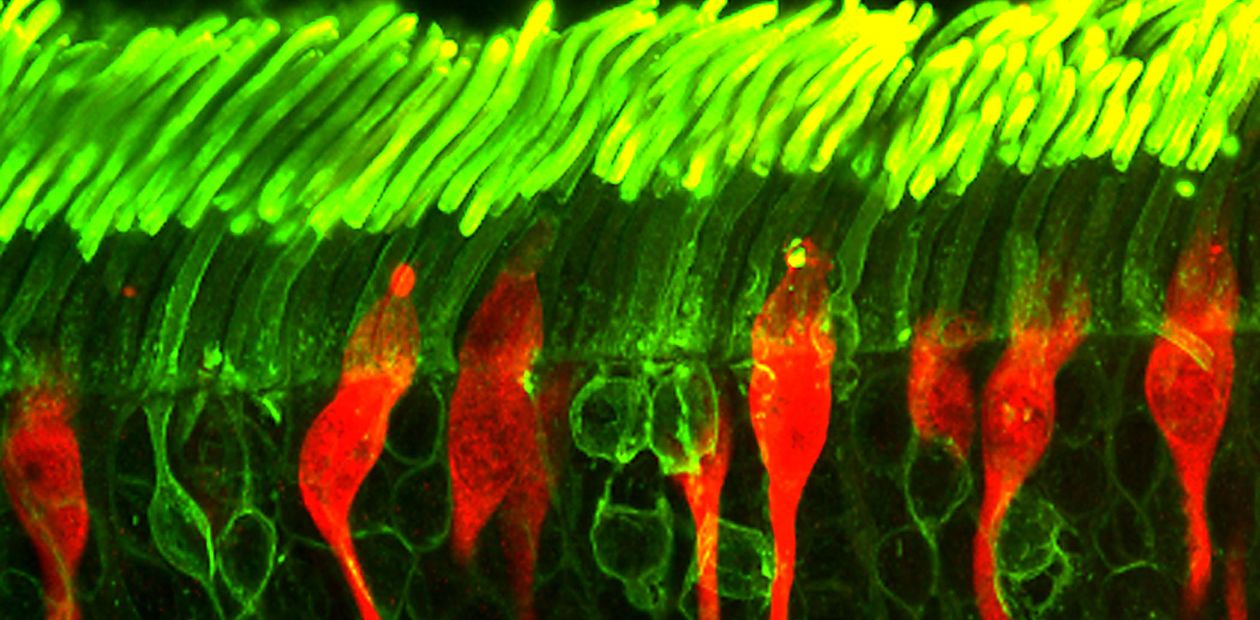 Новый тип фоторецепторов обнаружен у круглых червей
