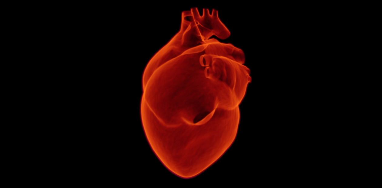 Регенерация сердечной мышцы возможна?