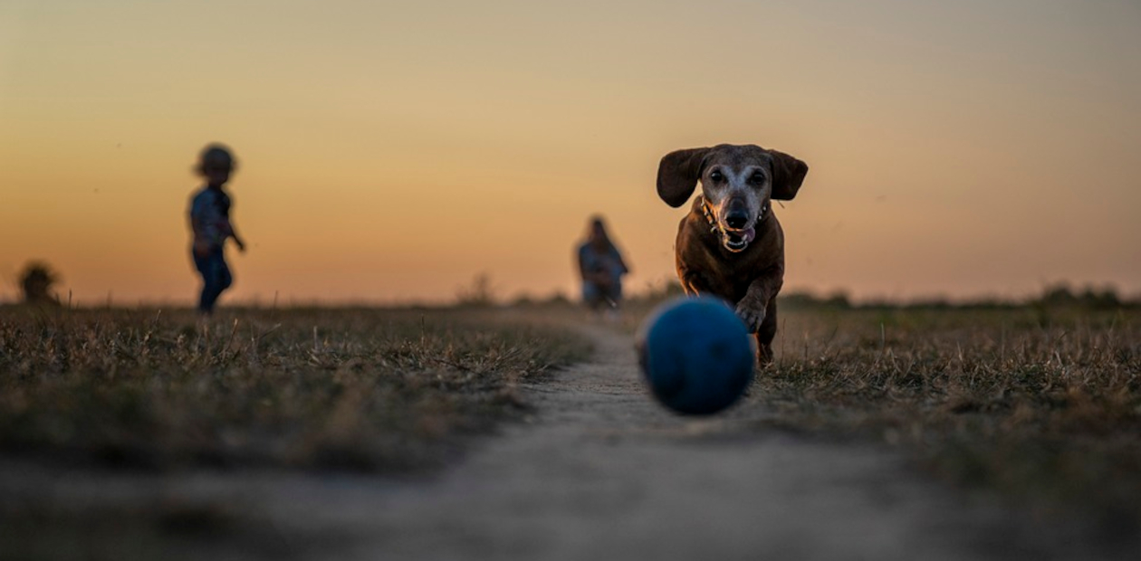Измерение скорости движения – простой тест на деменцию у собак и не только