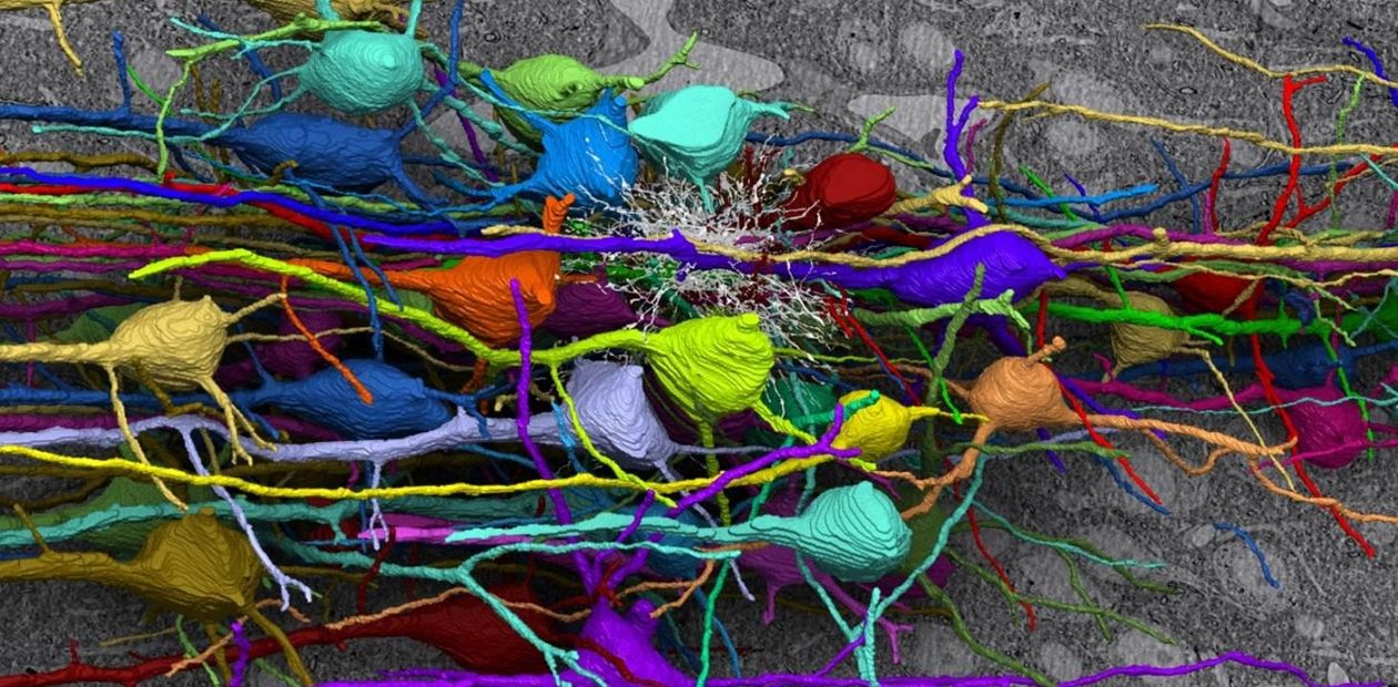 Как сделать нейроны из фибробластов