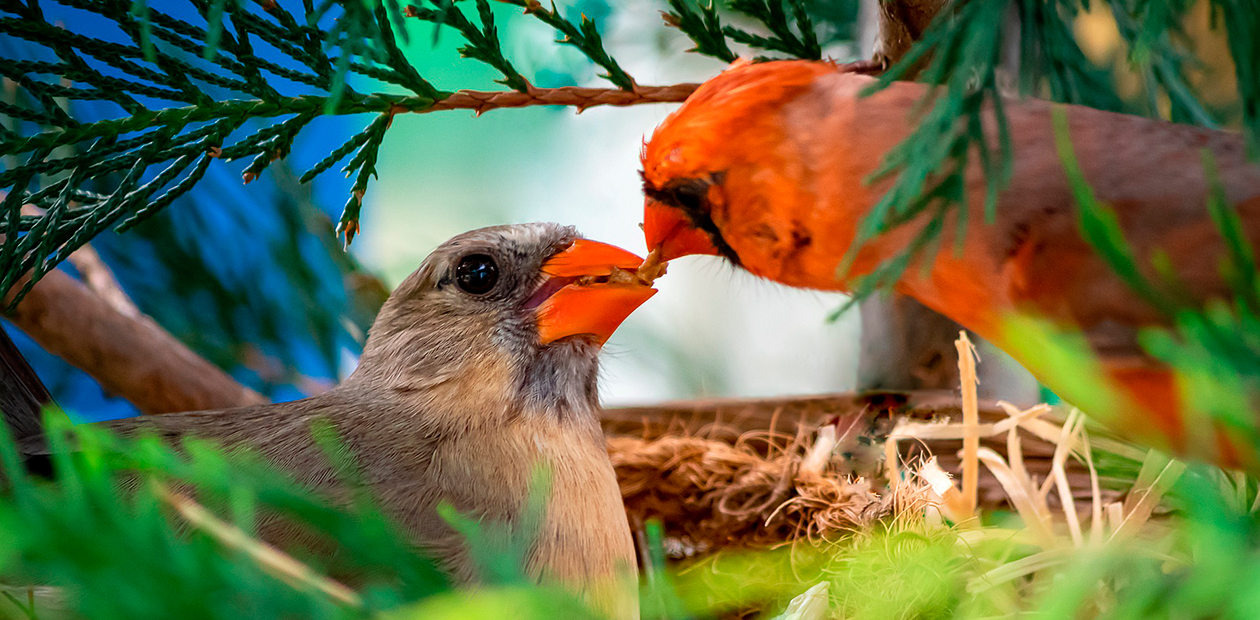 Почему птицы выгоняют своих птенцов из гнезда?