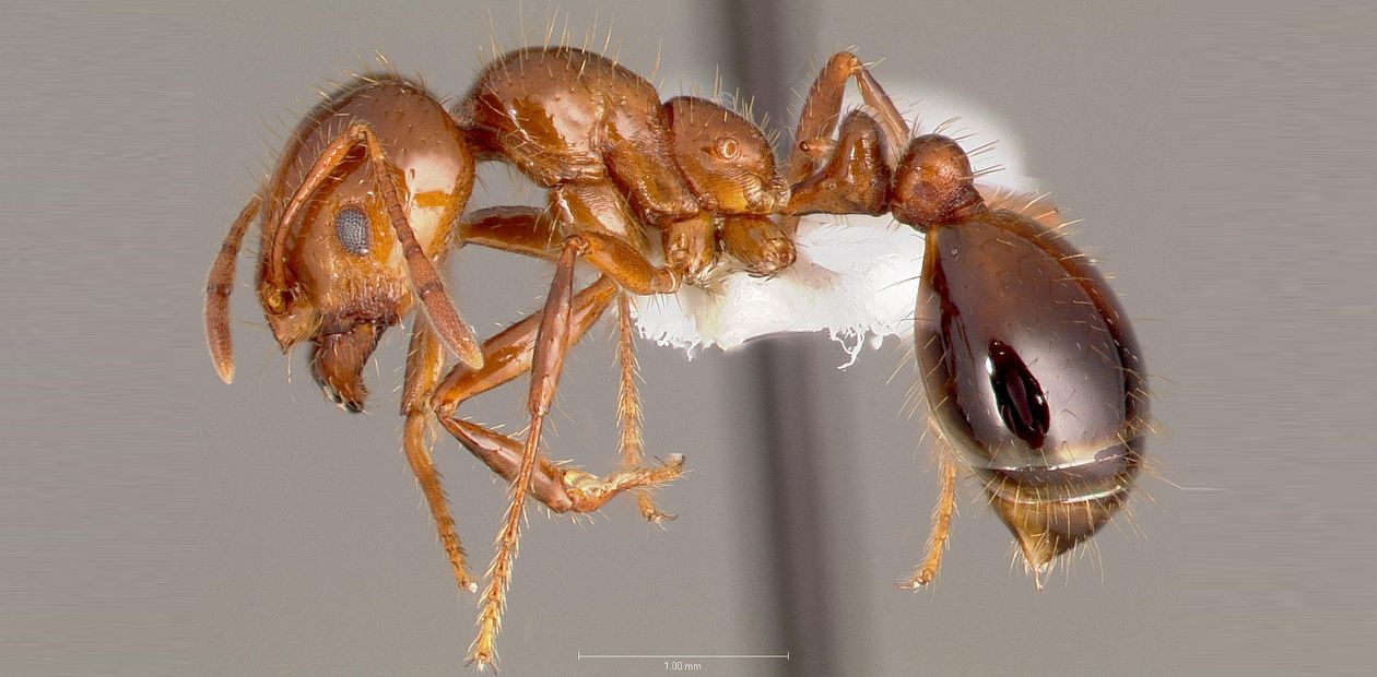 Яд огненных муравьев как потенциальное лекарство от псориаза