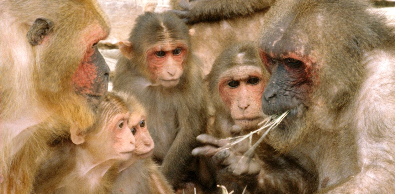 Старые обезьяны – как старые люди