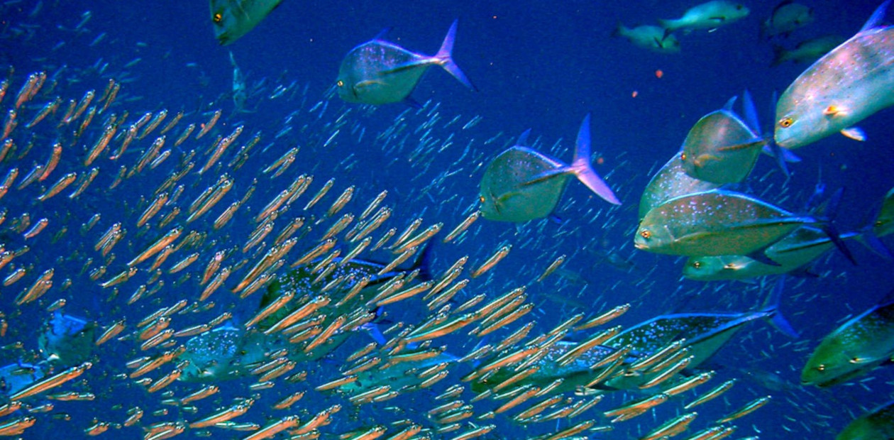 Рыба мельчает, или О причинах вымирания мегафауны 