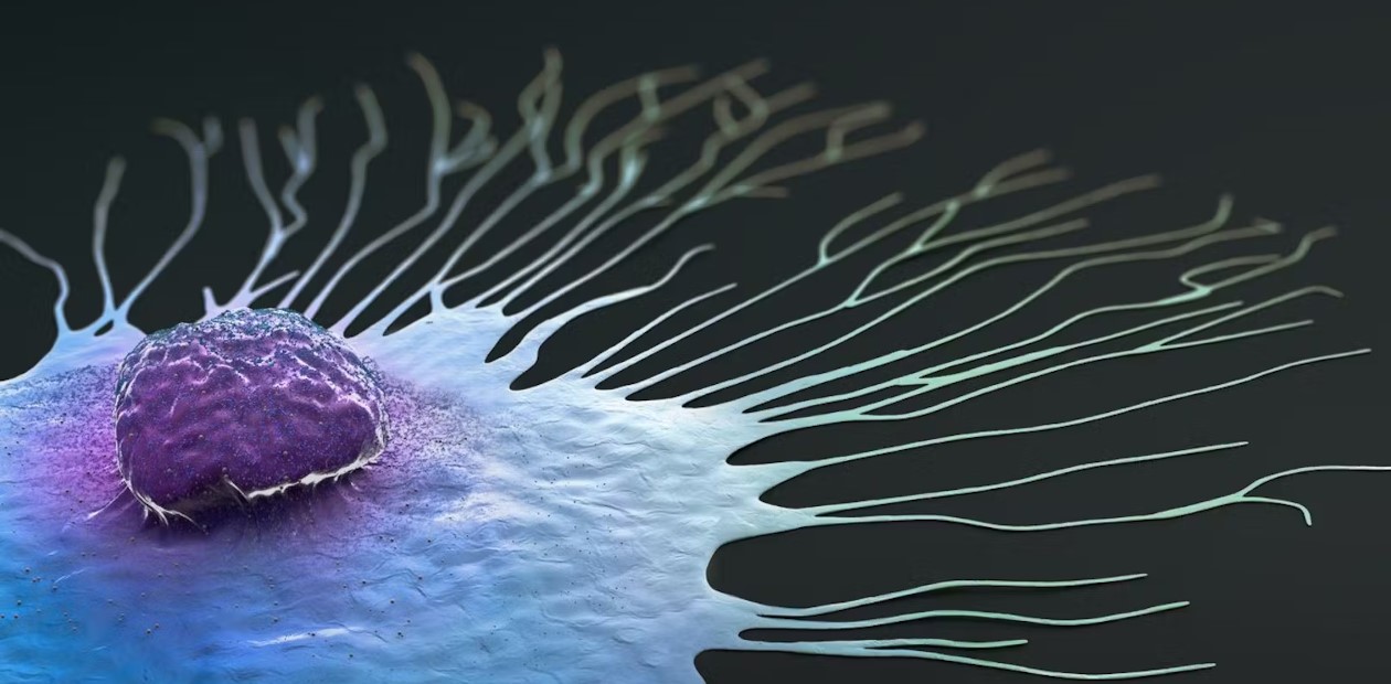 Вирусные инфекции провоцируют «пробуждение» потенциальных метастазов 