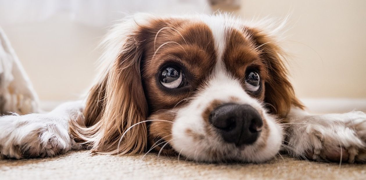 Зачем собаки научились поднимать брови?