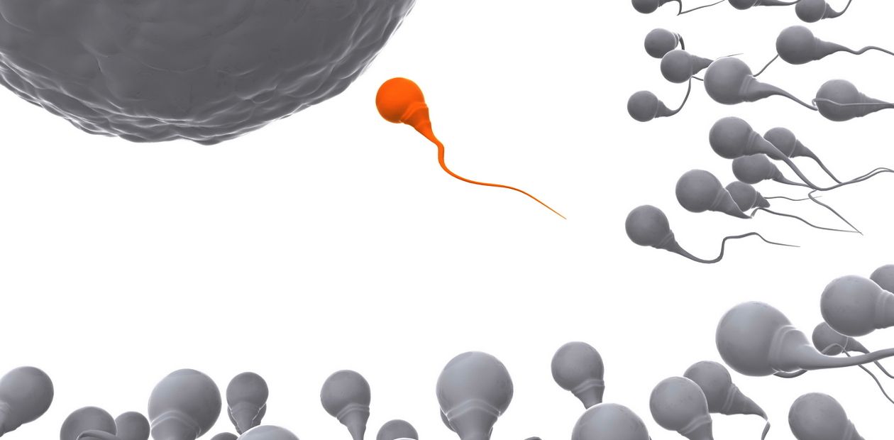 Амилоидные белки «контролируют качество» сперматозоидов?
