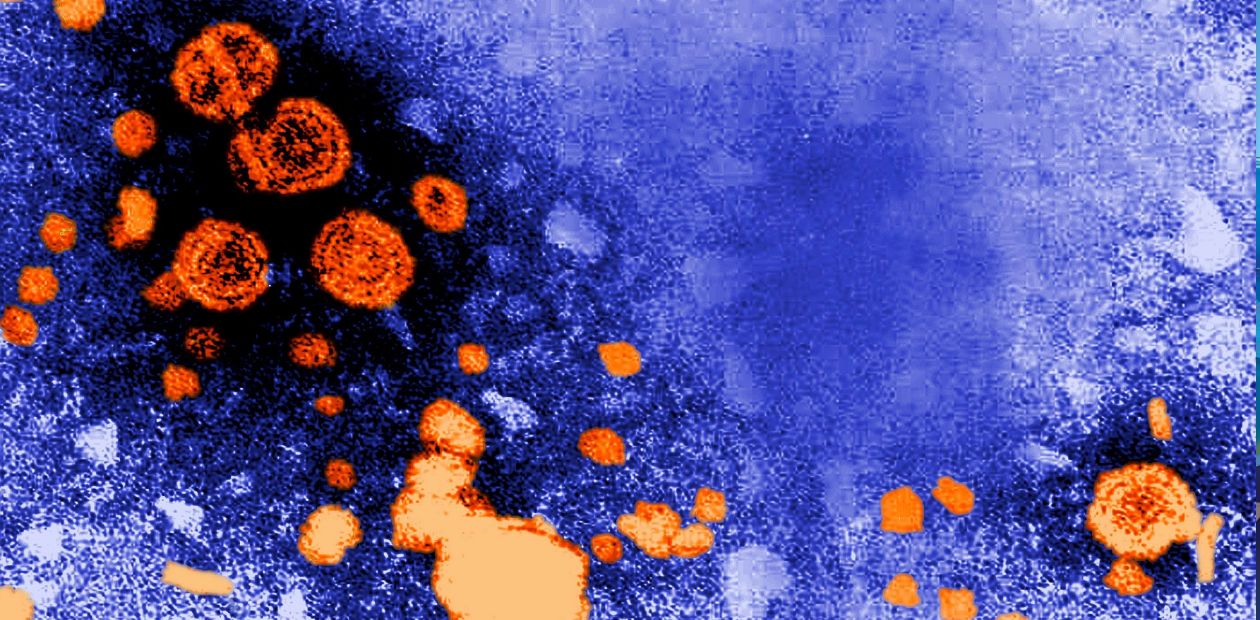 Обнаружен новый флавивирус – есть ли опасность?
