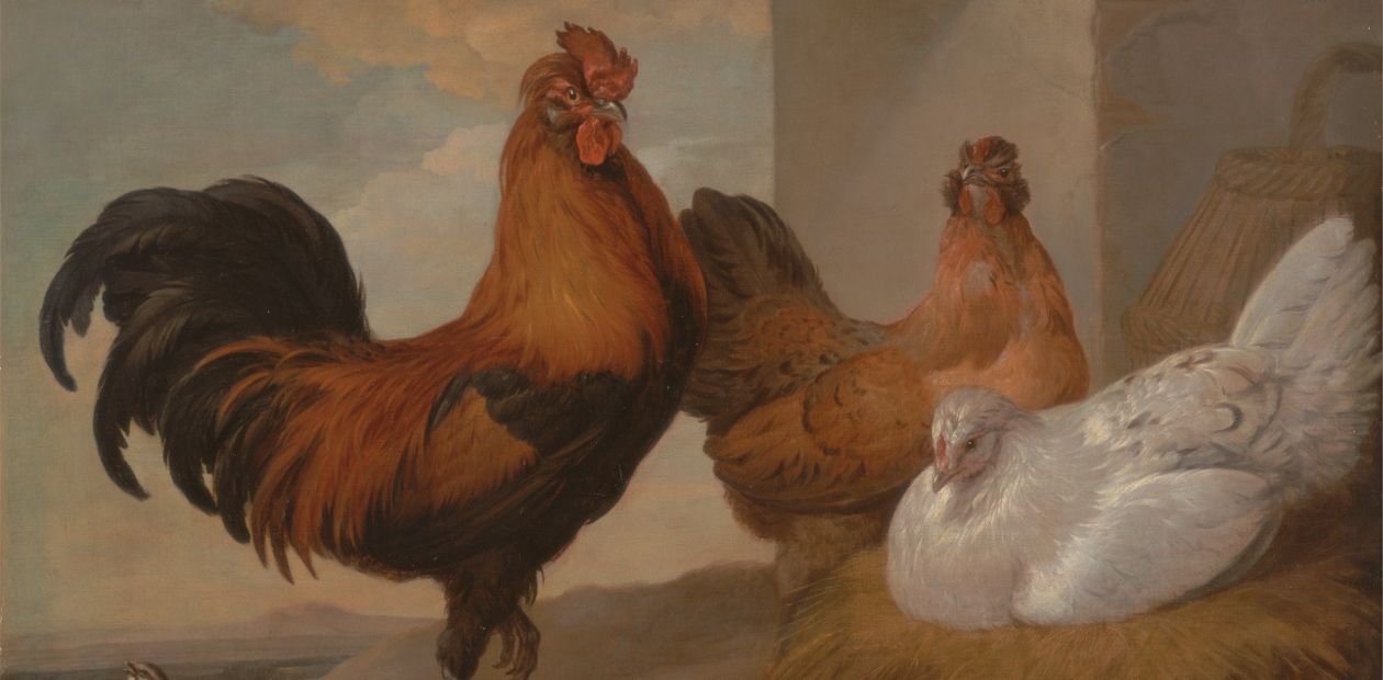Христианский пост стал катализатором куриной эволюции