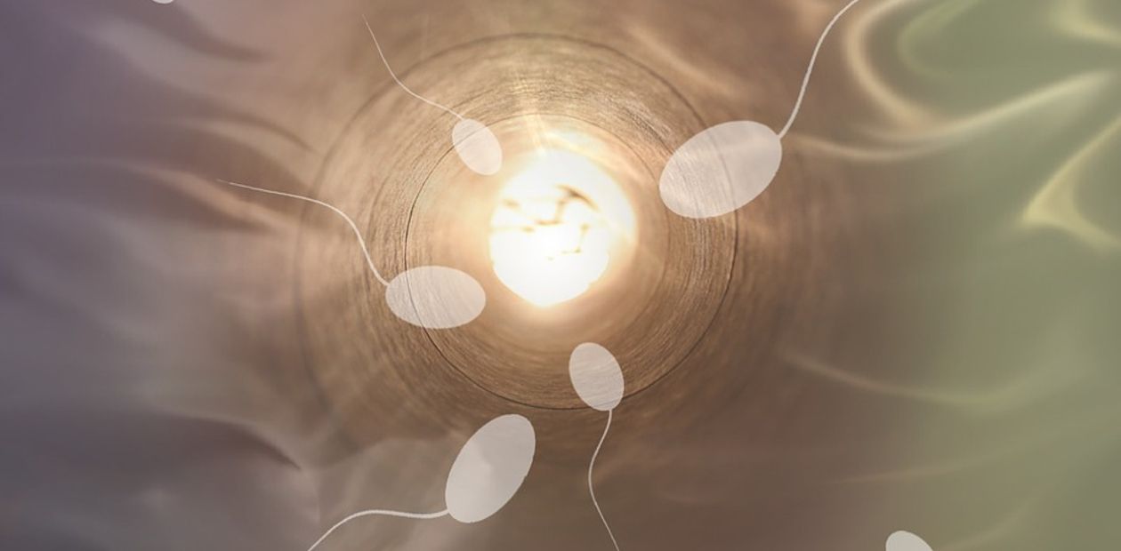 Ученые нашли недорогой и безопасный способ «затормозить»  только «женские» сперматозоиды