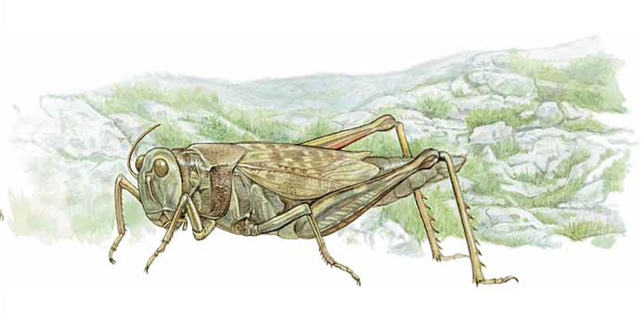 Grasshopper Dear... Evolution and Ecology Essays