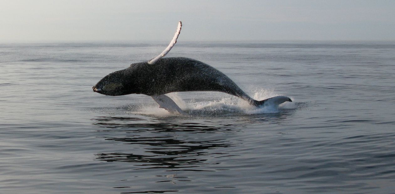 Скоро мы узнаем, почему горбатый кит устойчив к онкологическим заболеваниям