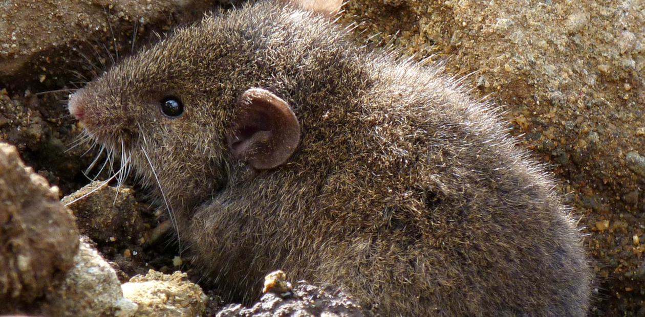 Самые мелкие мыши живут в «дождевой тени» Перуанских Анд