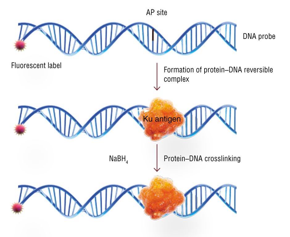 Днк зонд. Сшивки ДНК. Поперечные сшивки в ДНК. Сшивка ДНК белок.