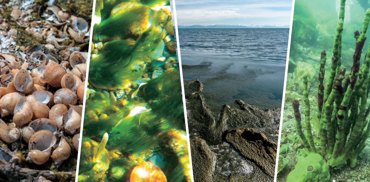 Ecological Crisis on Lake Baikal: Diagnosed by Scientists