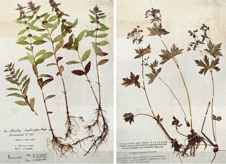 Слева: Mentha canadensis. Мята канадская. Справа: Geranium krylovii. Герань Крылова