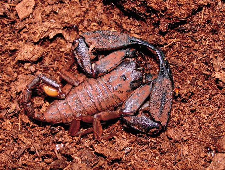 Скорпион Liocheles waigiensis (сем. Hemiscorpiidae) – земляк австралийского утконоса. Фото Я. О. Рейна