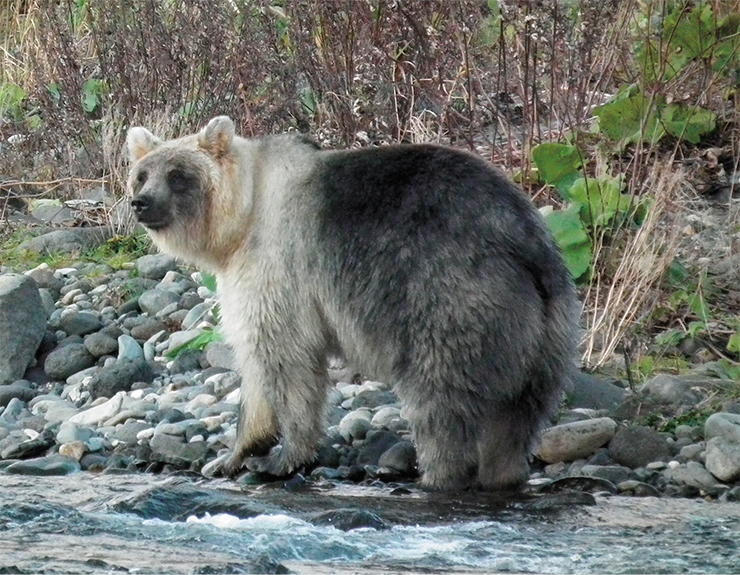 Уссурийский бурый медведь (Ursus arctos lasiotus) – подвид бурого медведя, обитающий в Приморском крае, на Курильских островах и в Японии. Как и все медведи, всеяден, но на Курилах в его рационе преобладают растительные корма и выброшенные на берег морские обитатели. Осенью медведи скапливаются на нерестовых реках, где питаются рыбой. Многие медведи Курил имеют светлую окраску из-за присутствия генов белых медведей. Фото А. Миличкина