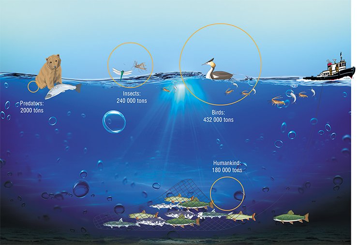 The main source of long-chain omega-3 polyunsaturated fatty acids for all land animals is aquatic bodies, housing their primary producers, microalgae. Via the food chain, PUFAs reach their “promoters”, first and foremost, semiaquatic birds and amphibiont insects, which export to land almost 700 thousand tons of essential PUFAs in their bodies. According to: (Gladyshev et al., 2009)