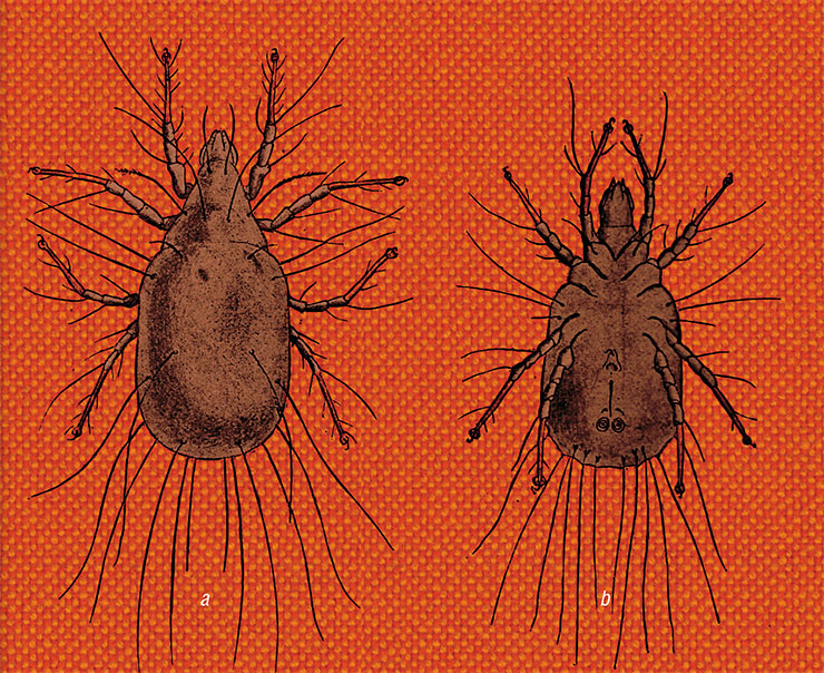 Cheese mites were already known to Aristotle, who called them the smallest living creatures. Subsequently, many other authors mentioned them, but the full story of their life became known in the second half of the 19 th century. The book Principal Household Insects of the United States, published in the 1890s, described Tyroglyphus mites as “very minute, more or less colorless, eight-legged creatures” that “swarm in numbers over and in old cheese and various stored products, such as dried meats, dried fruit, vanilla, and flour of different kinds” and reproduce “with astonishing rapidity and fecundity” through the summer months, and in warm houses during the winter months. Right: Tyroglyphus longior: (a) female and (b) male. © Internet Archive Book Images
