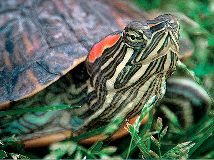 Красноухую черепаху легко отличить по двум удлиненным ярко-красным пятнам рядом с глазами. Она способна заметить опасность на расстоянии 30–40 м, после этого мгновенно соскальзывает в воду, за что и получила прозвище slider. Калифорния, США. © CC BY 2.0 /Chris Yarzab