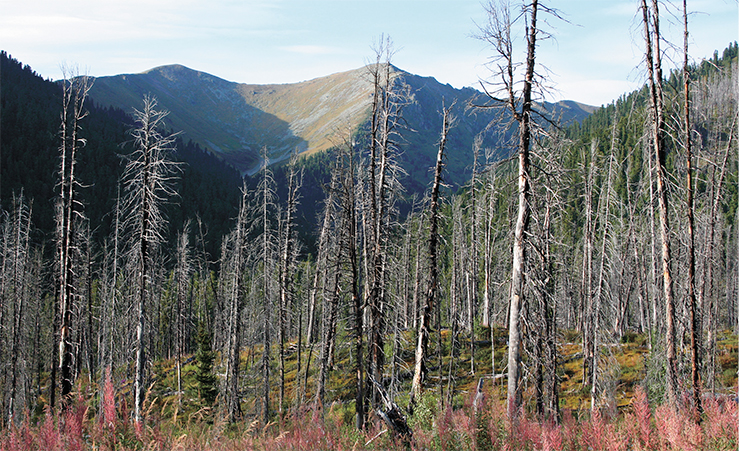 Fires cause the greatest damage to dark needle coniferous forests formed by Siberian pine, fir, and spruce. This is what Siberian pine stands in the Western Sayan Mountains look like after a devastating crown fire