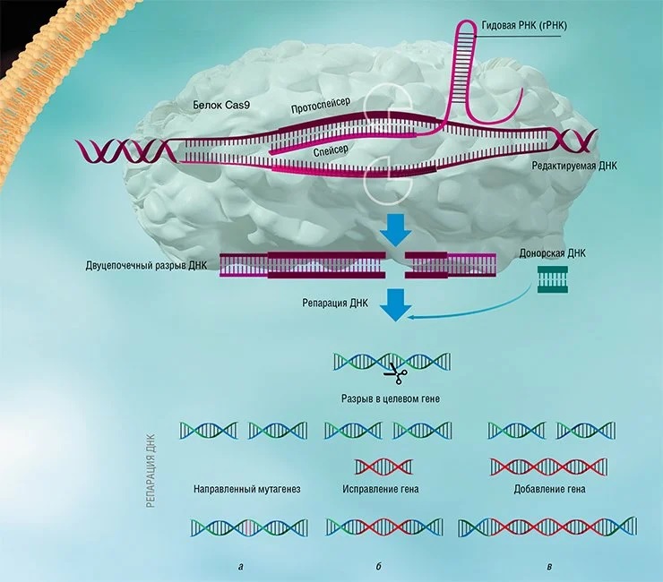 Система CRISPR/Cas, используемая для редактирования генома, включает в себя гидовую РНК (гРНК) и белок Cas9. С помощью белка Cas9 гРНК присоединяется к протоспейсеру – участку вирусной ДНК, соответствующему спейсеру гРНК (либо, в случае искусственной системы, участку целевого гена эукариотической клетки). После узнавания белок Cas9 разрезает цепь ДНК в одном строго определенном месте. Репарация ДНК в месте разреза может происходить по пути негомологичного соединения концов, в результате чего с большой частотой возникают мутации (а). Если же в клетку доставить искусственно синтезированную донорcкую молекулу, которая соответствует участку разрыва, то таким образом можно произвести либо замену участка гена (б), либо направленную встройку трансгена (в). Таким образом, с помощью системы CRISPR-Cas можно исправлять генетические нарушения или вносить желаемые изменения. По: (Северинов и др., 2016)
