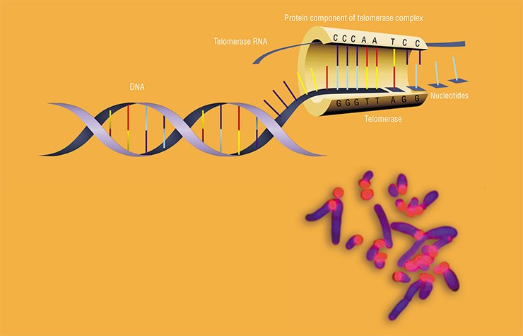 The structure of telomerase – an enzyme that “stitches” new nucleotides to the telomere regions of the DNA, which shorten during cell division. Telomerase contains a short RNA molecule complementary to the telomere sequence; this RNA is used as a matrix for the synthesis of the 3’-end of the telomere DNA. Upon finishing building a region, telomerase shifts to repeat the cycle. The second strand of the DNA is built by DNA-polymerase during the next cell division. Right: chromosomes of the Iberian shrew (Sorex granarius) with telomeres dyed red (fluorescent in situ hybridization (FISH)). The telomeres are visibly different at the different ends of the chromosome. Adapted from (Zhdanova et al., 2007)