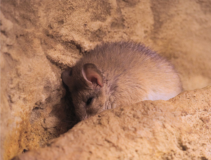 Cretan spiny mouse (Acomys minous) as part of the live museum exhibition at the Natural History Museum of Crete. © CC BY-SA 4.0/ C messier