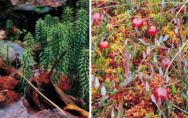 The common club-moss (Lycopdium clavatum) is cosmopolitan representative of a very primitive order of higher plants (left). Photo: T. Chernikova. The cranberry (Oxycoccus palustris), one the most favorite wild berries in Russia, prefers raised bogs (right). Photo: A. Tunitsyna