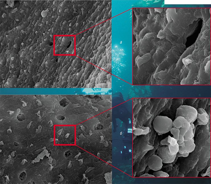 Высокая экспериментальная шумовая нагрузка приводит у байкальских сиговых рыб к разрывам слухового эпителия, равным размеру волосковой клетки (а), а также к патологическим изменениям (вакуолизации) самих клеток (б)