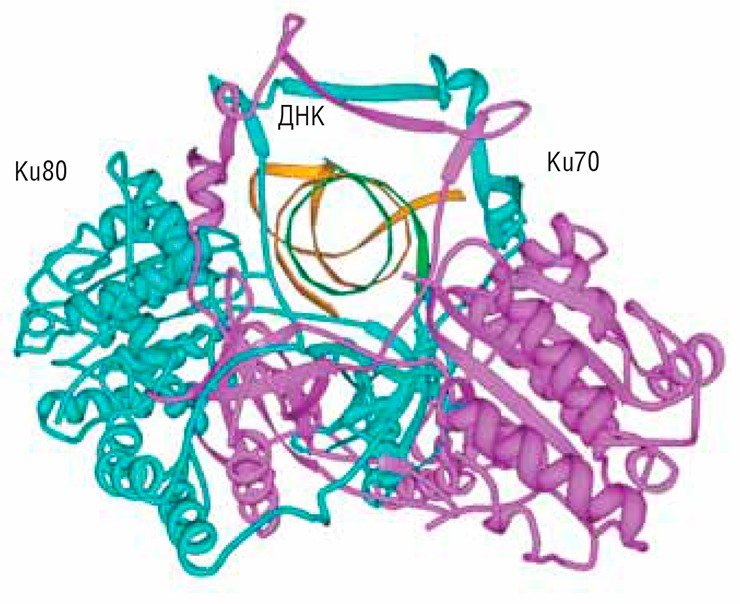 Белок Ku-антиген играет важнейшую роль в репарации двухцепочечных разрывов ДНК по пути негомологичного соединения концов. Он присутствует у всех видов живых организмов, от бактерий до растений и животных. У эукариот (организмов с оформленным клеточным ядром) Ku-антиген состоит из двух полипептидных цепей или субъединиц – Ku80 и Ku70 (числа в названиях отражают их примерную молекулярную массу в килодальтонах). Субъединицы связаны друг с другом и вместе формируют структуру с отверстием внутри, напоминающую «висячий» замок с массивным телом и тонкой дужкой или плетеную корзинку с ручкой. По: (Walker et al., 2001)