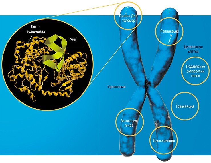 Множество разнообразных РНК участвует в важнейших внутриклеточных процессах, от репликации (удвоения ДНК) до регуляции работы отдельных генов. Вверху – фрагмент теломеразы, каталитически активного РНК-белкового комплекса, обеспечивающего синтез концевых участков хромосом