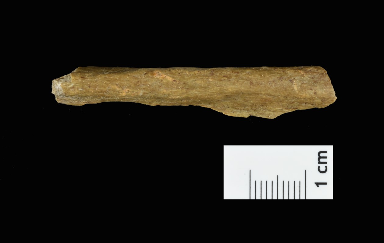 Фрагмент человеческой кости из последних раскопок в пещере Ильзенхёле (ФРГ). © CC-BY-ND/Tim Schüler TLDA