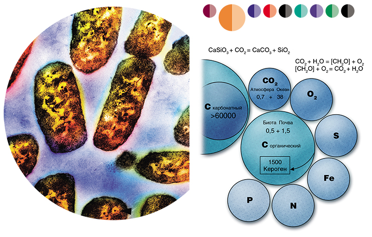Типичные прокариоты (слева) – водородокисляющие бактерии. Фото Е. Киселевой. Сопряжение геохимического карбонатного цикла и биогеохимических циклов (по: Заварзин, 2001, с изменениями). Все величины даны в 1018 г