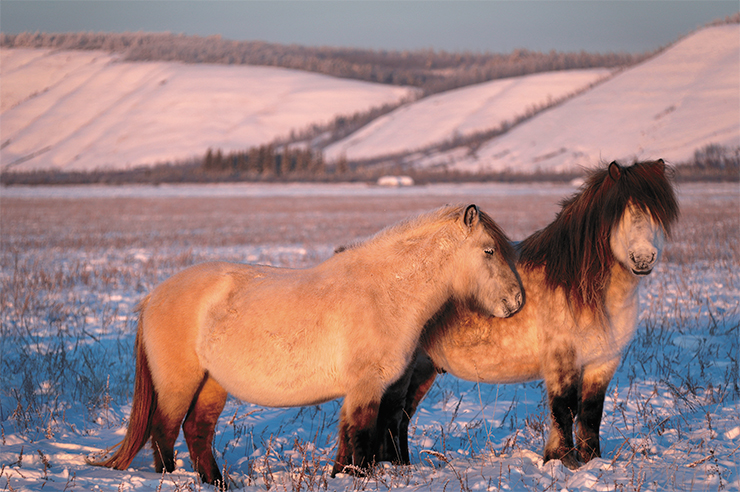 Якутские лошади отличаются зимой огруглыми «формами» благодаря большому количеству запасенного жира. Фото Е. Макарова