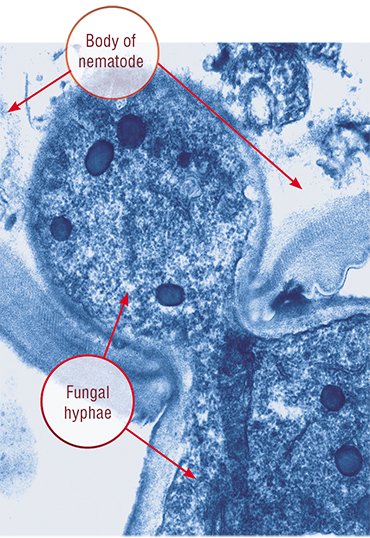 Hyphae of the fungus Arthrobotrys compacta move apart the integuments to enter the body of a paralyzed roundworm. Scanning and light microscopy