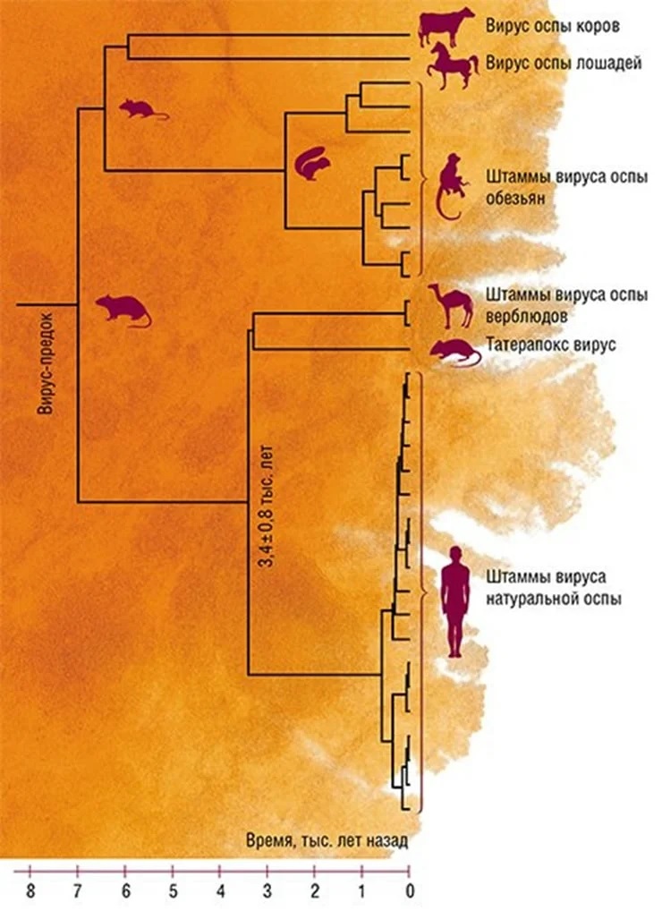 Родословное древо вируса натуральной оспы и других ортопоксвирусов. По: (Бабкин, Щелкунов, 2008)