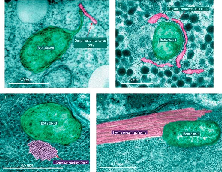 Вольбахия контактирует также с эндоплазматической сетью в цитоплазме эмбриона (а) и в нервной клетке (б) дрозофилы. Бактерии Wolbachia используют микротрубочки для перемещения в клетках хозяев. На микрофотографиях бактерии взаимодействуют с пучком микротрубочек на поперечном (в) и продольном (г) срезах в клетках яичника дрозофилы. Электронная просвечивающая микроскопия