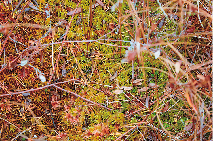 Мох сфагнум – одно из главных растений-торфообразователей. Большое Васюганское болото. Фото А. Тупицыной