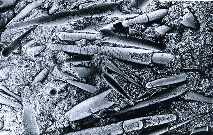 Скопление раковин наутилоидей прямой формы. Силур, Восточная Сибирь. (Музей ОИГГМ СО РАН, Новосибирск)