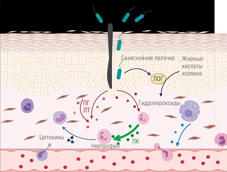 В случае синегнойной палочки сценарий меняется. Бактерия выделяет собственную липоксигеназу (ЛОГ), повышающую в ткани хозяина уровень гидропероксидов жирных кислот – предшественников липоксинов, что приводит к избыточному синтезу этих веществ. В результате воспаление подавляется, что облегчает бактериальную инвазию. Создано с помощью BioRender.com