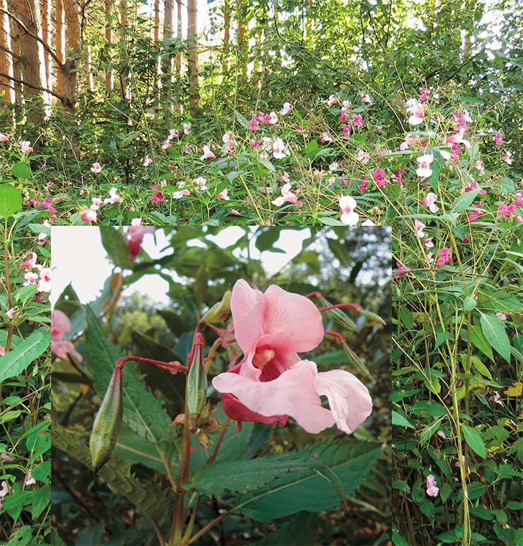 The Himalayan balsam (Impatiens glandulifera Royle) is now widely distributed in Eurasia, North America, and New Zealand. In Russia, it has been cultivated since the end of the XIX century; the first records of its invasion into natural community was recorded 100 years ago in the Moscow region. In Siberia, it has been cultivated since the middle of the XX century, and its active invasion into natural communities began relatively recently. Photo: A. N. Kupriyanov, R. T. Sheremetov